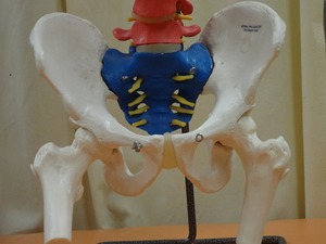 骨盤模型
